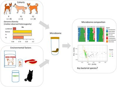 Gut microbiome dysbiosis is associated with host genetics in the Norwegian Lundehund